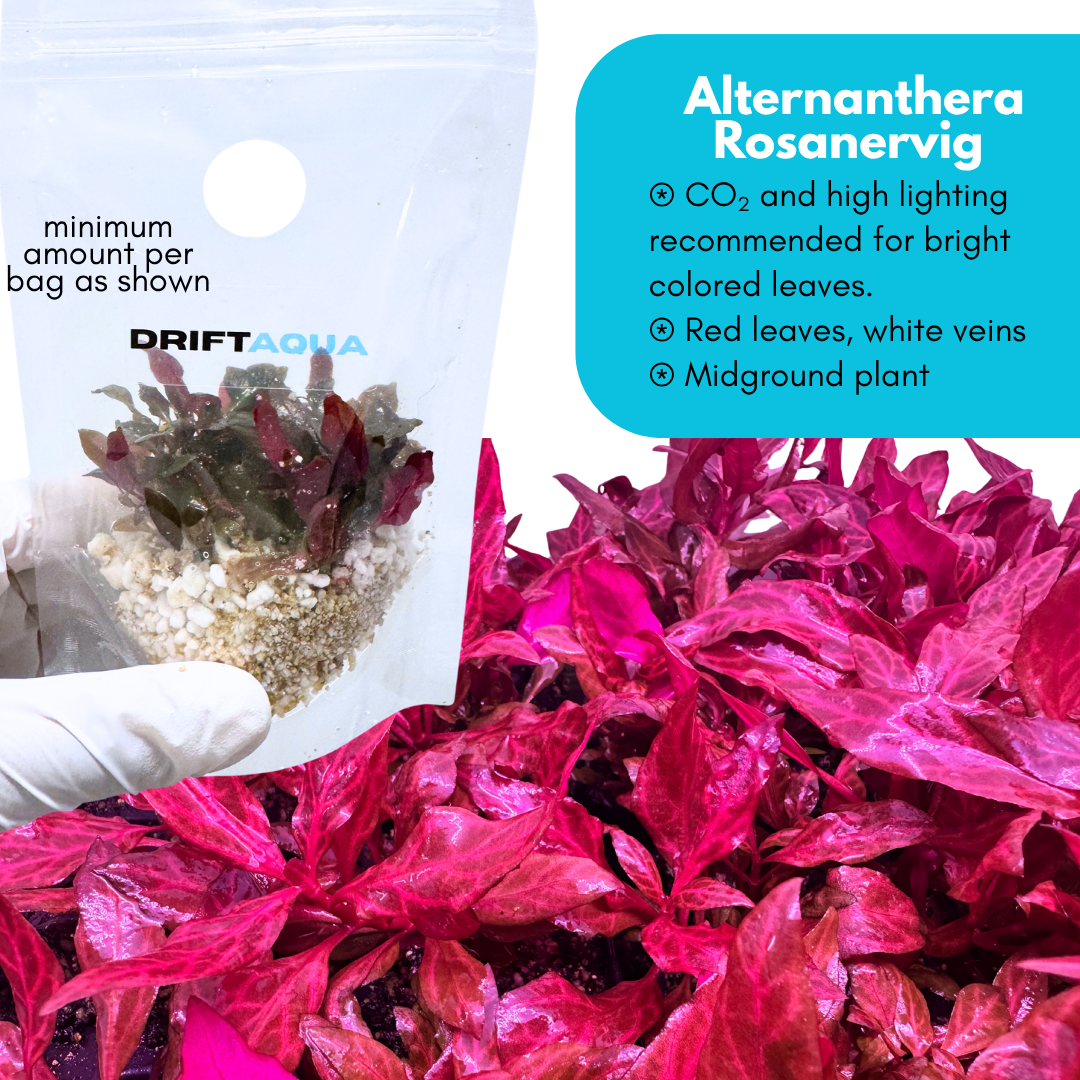 Alternanthera Rosanervig