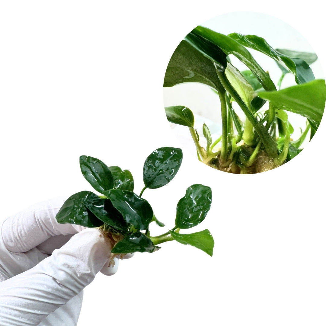 Anubias 'Petite'