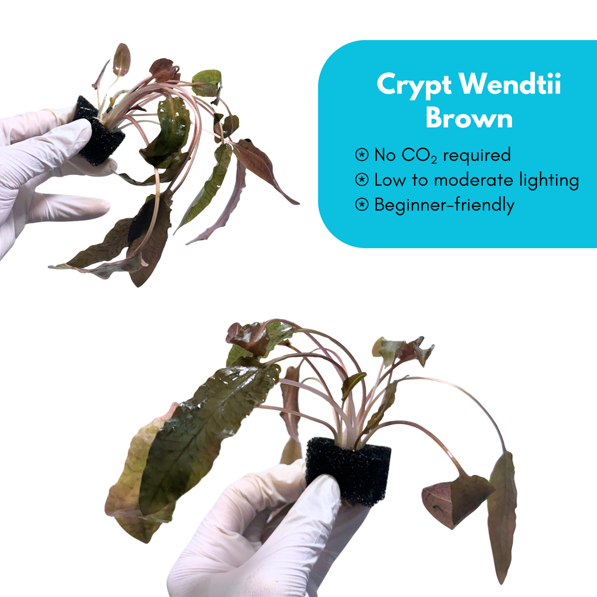 Cryptocoryne Wendtii 'Brown'
