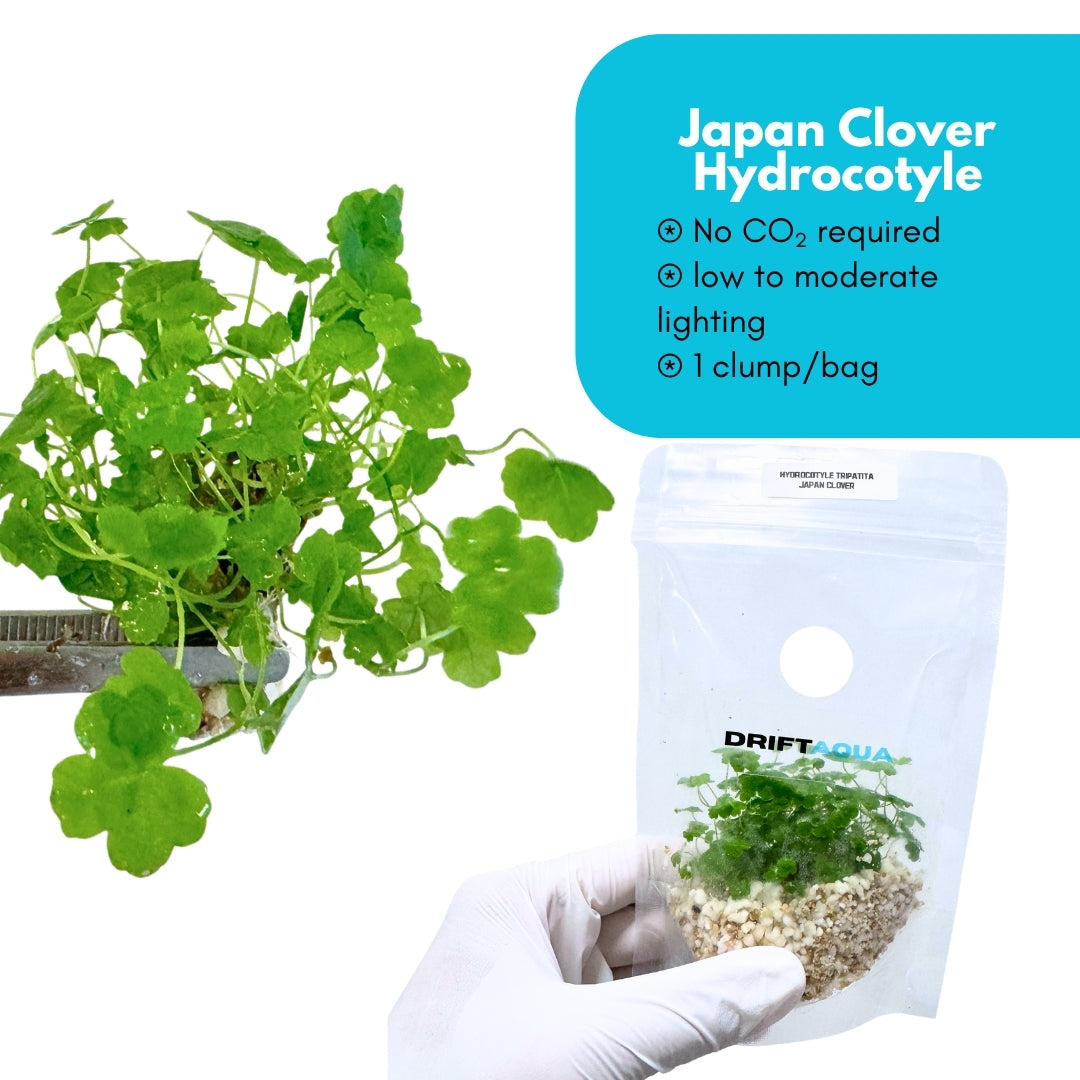 Japan Clover Hydrocotyle