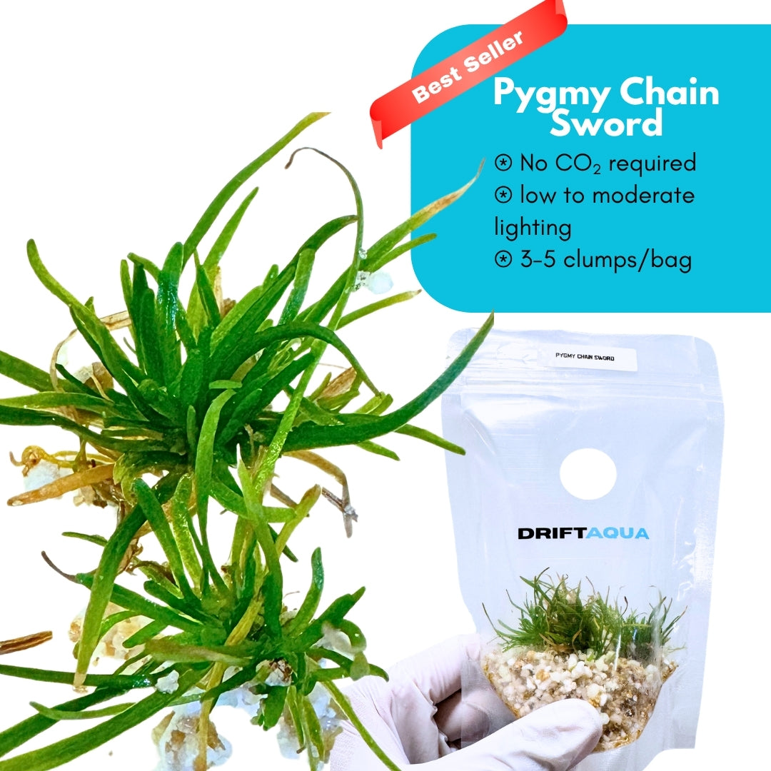 Pygmy Chain Sword Carpet - Free Reward