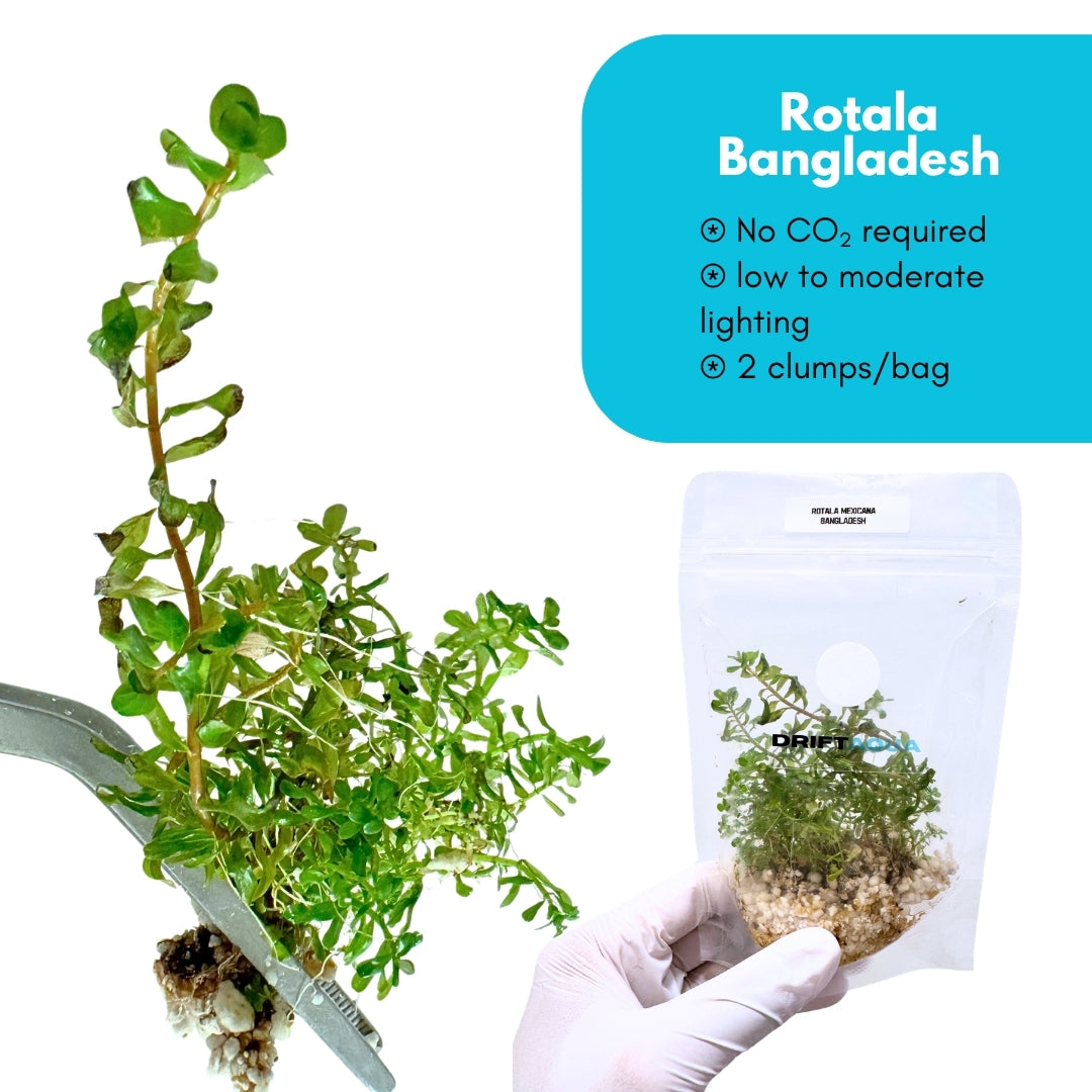 Rotala Mexicana 'Bangladesh'