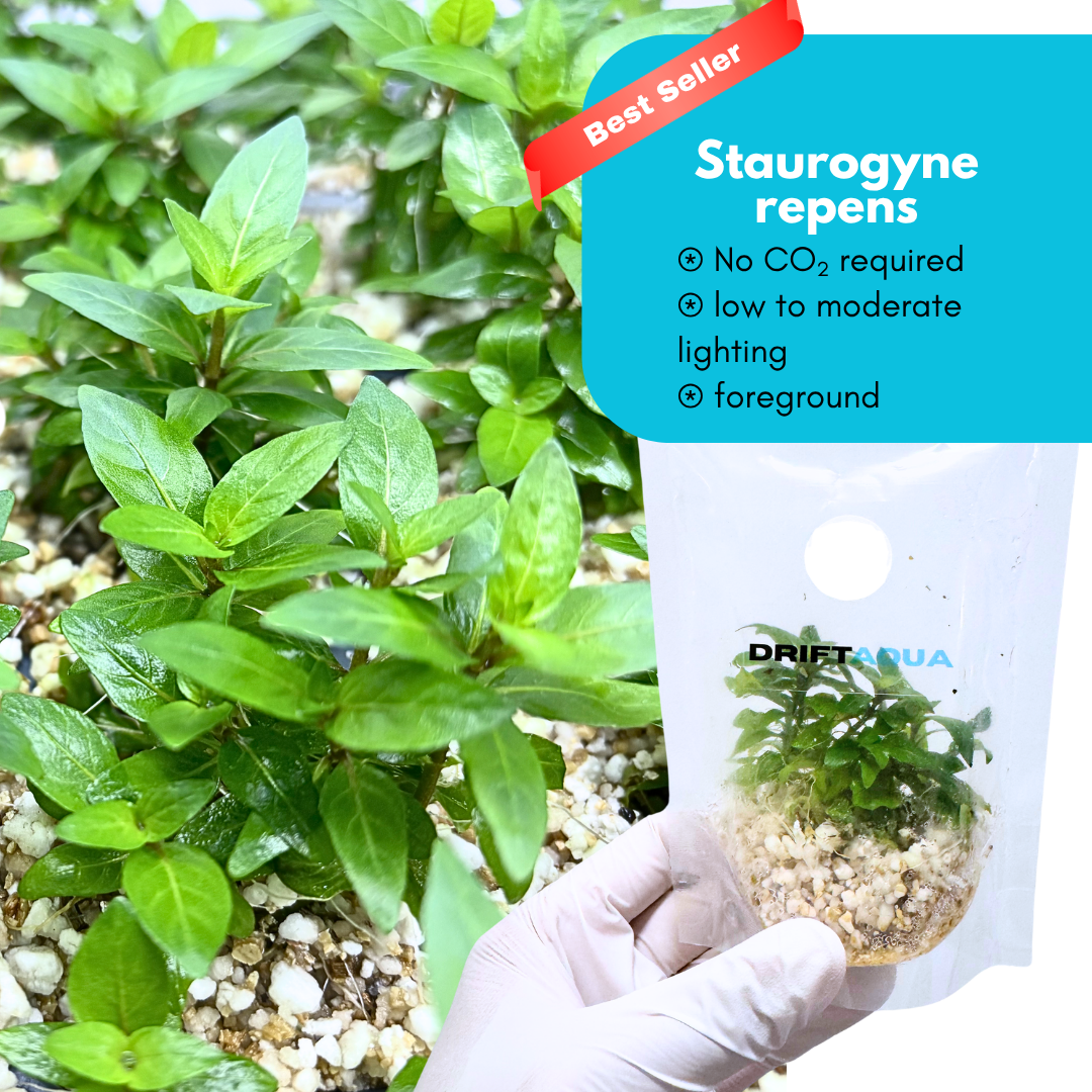 Staurogyne Repens Carpet