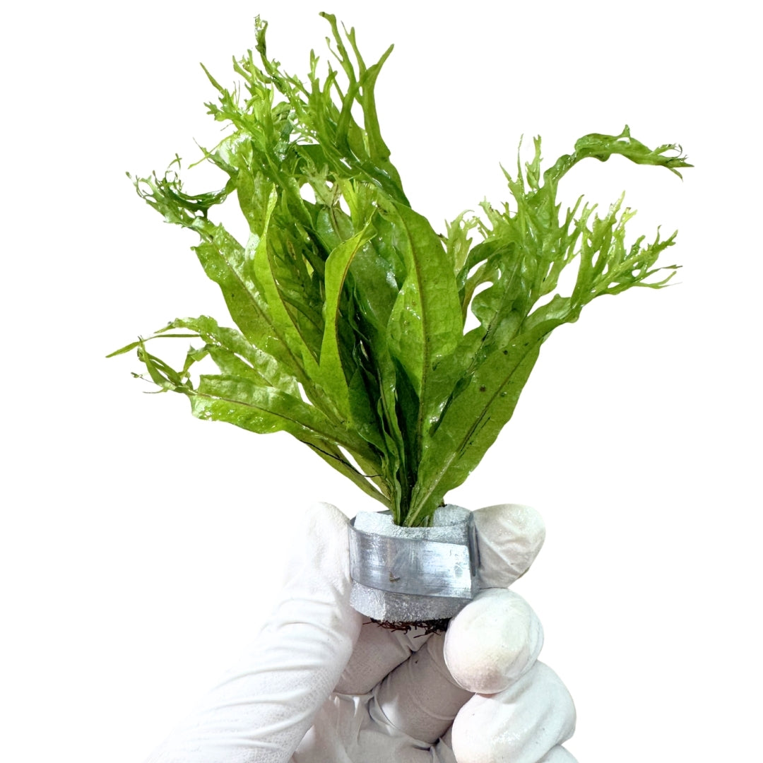 Windelov Java Fern - Free Reward