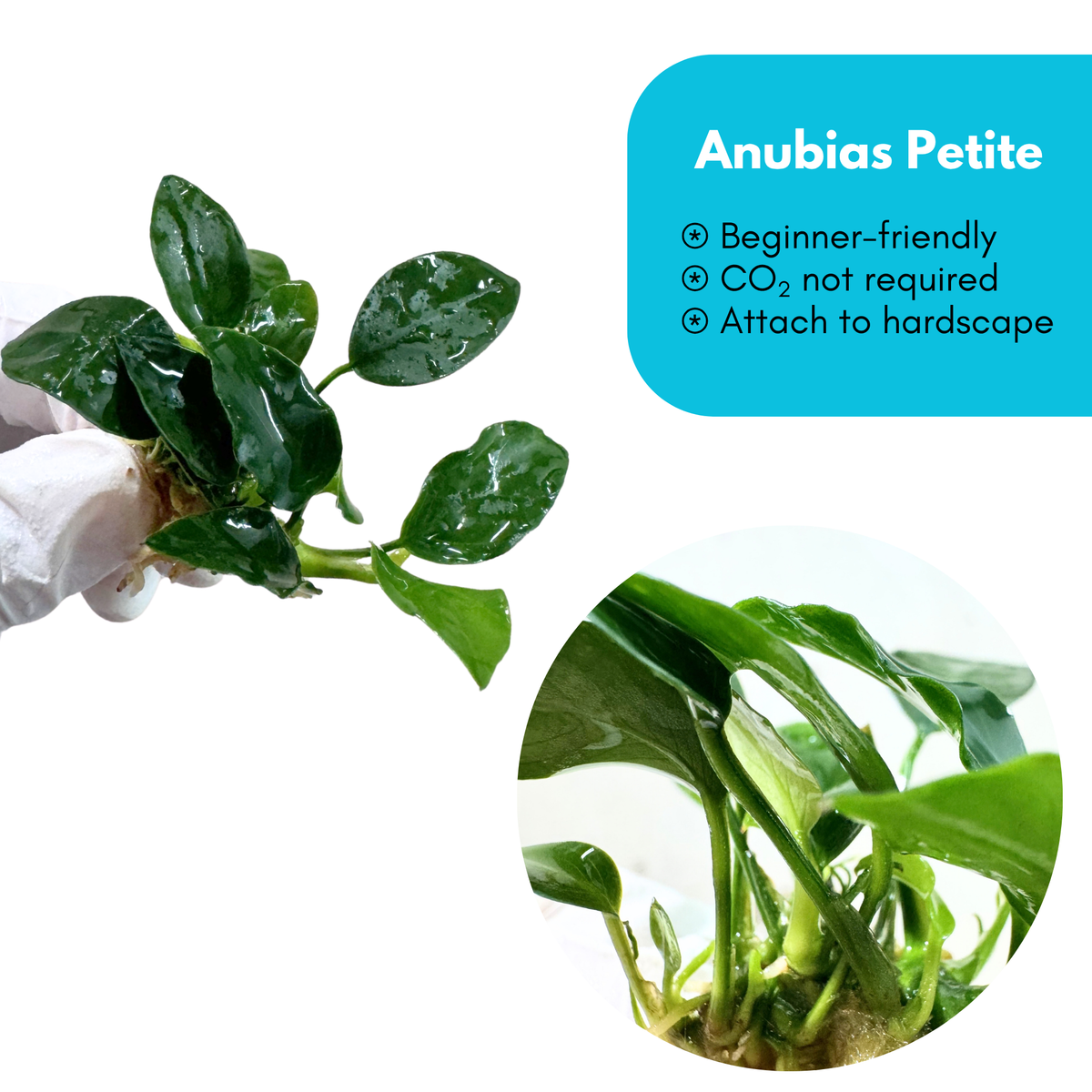 Anubias 'Petite'