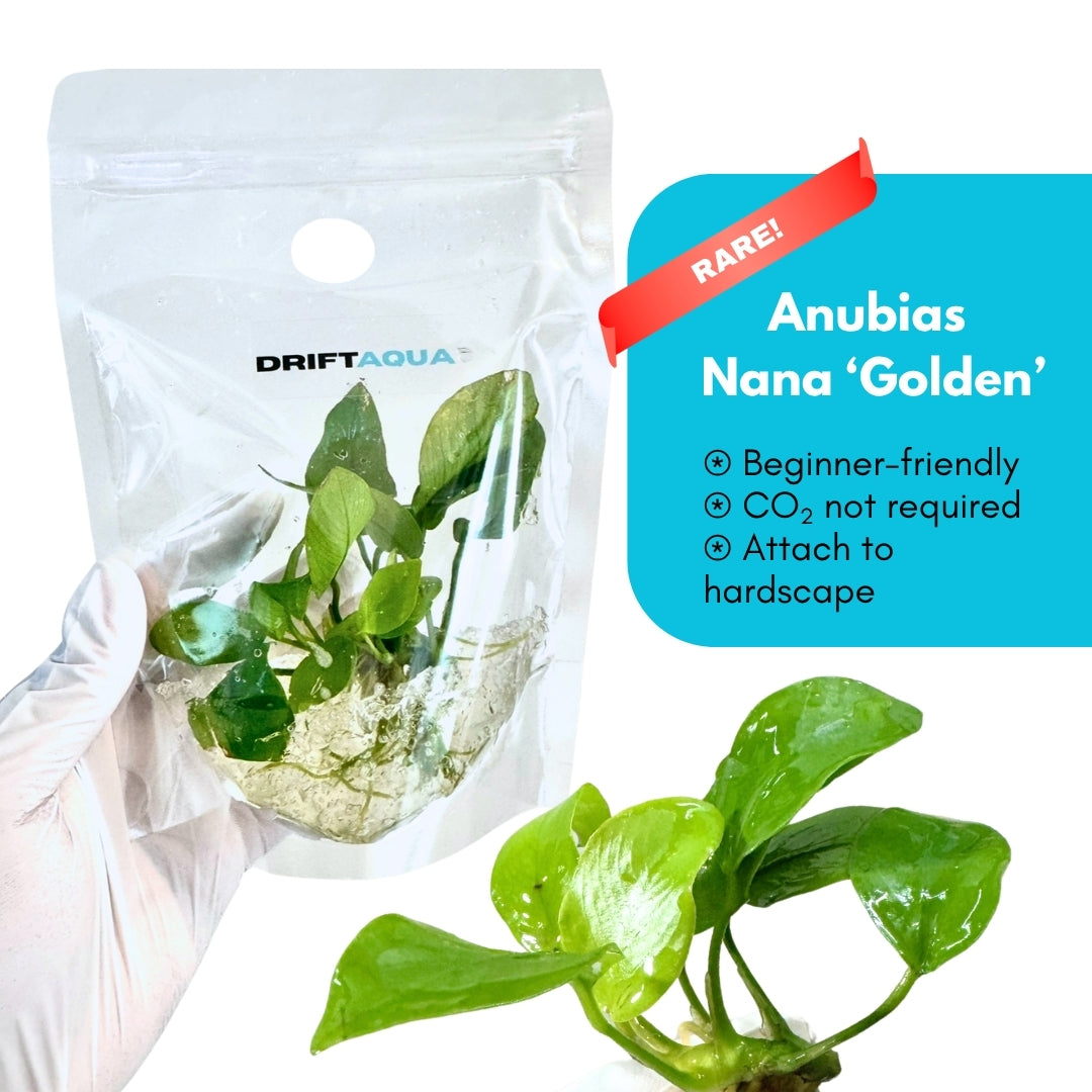 Anubias 'Nana Golden'