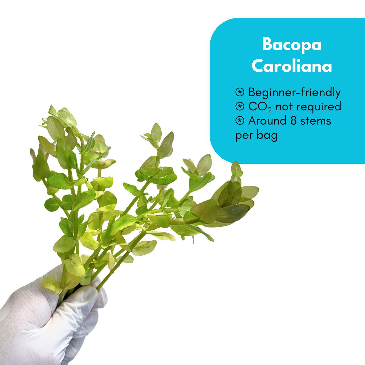 Bacopa Carolina