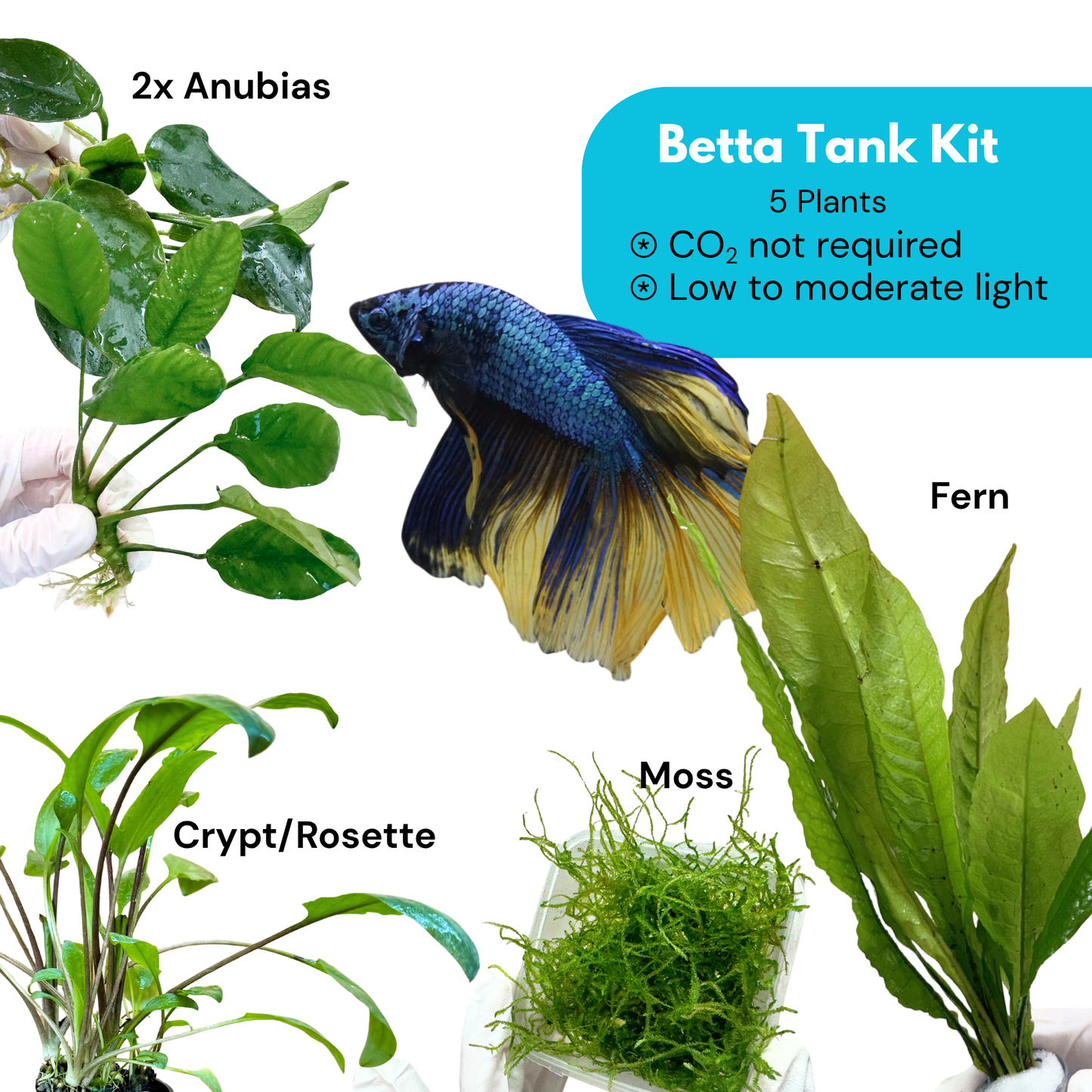 Betta Tank Kit