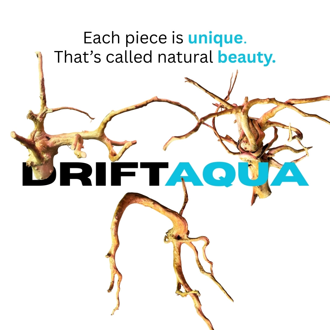 Extra Small Rhododendron Driftwood (8"-12")