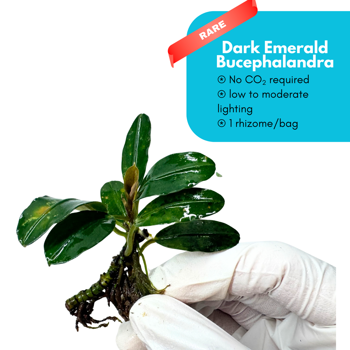 Dark Emerald Bucephalandra