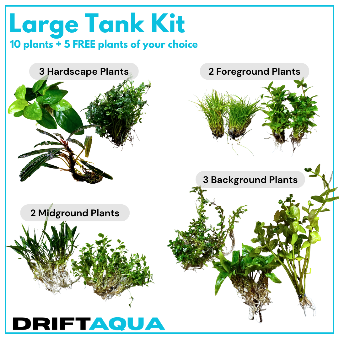 Large Tank Kit + 5 FREE Plants