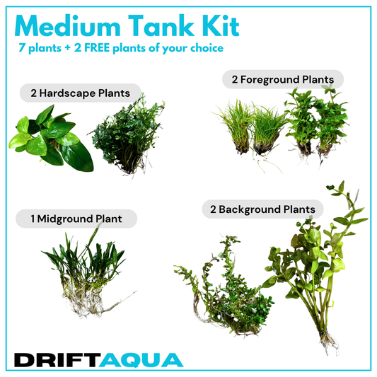 Medium Tank Kit + 2 FREE Plants