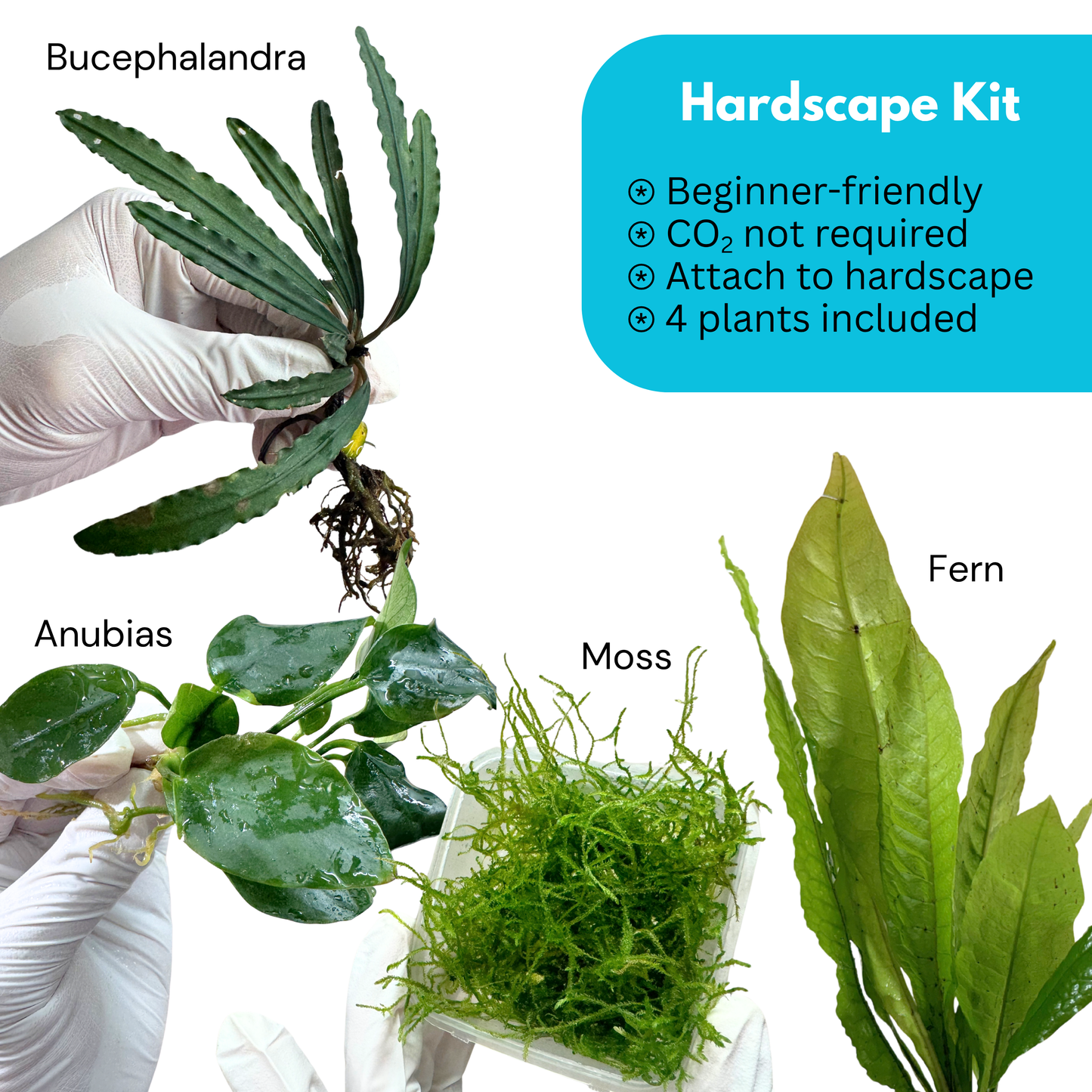 Hardscape Kit (4 plants)