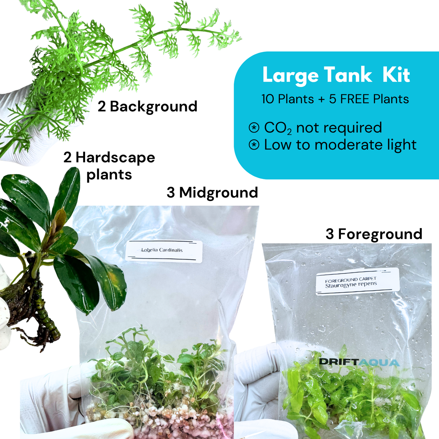 Large Tank Kit + 5 FREE Plants