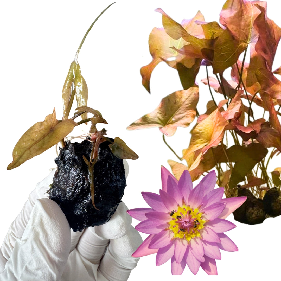 Nymphaea Stellata Dwarf Lily - Free Reward