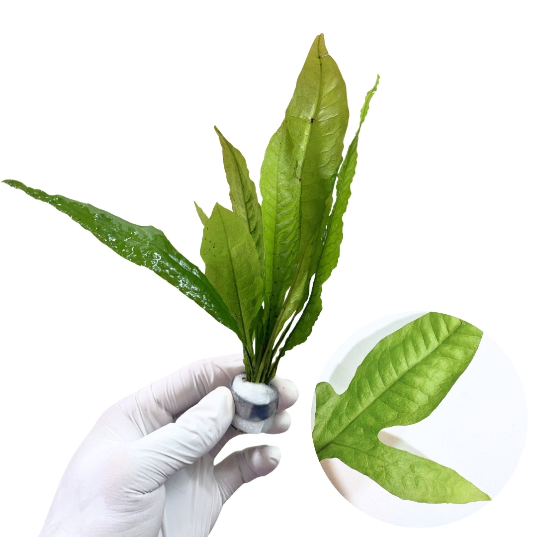 Thai Java Fern