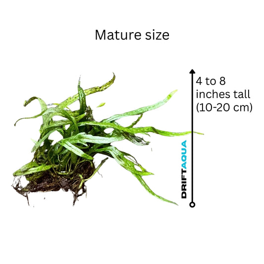 Trident Fern