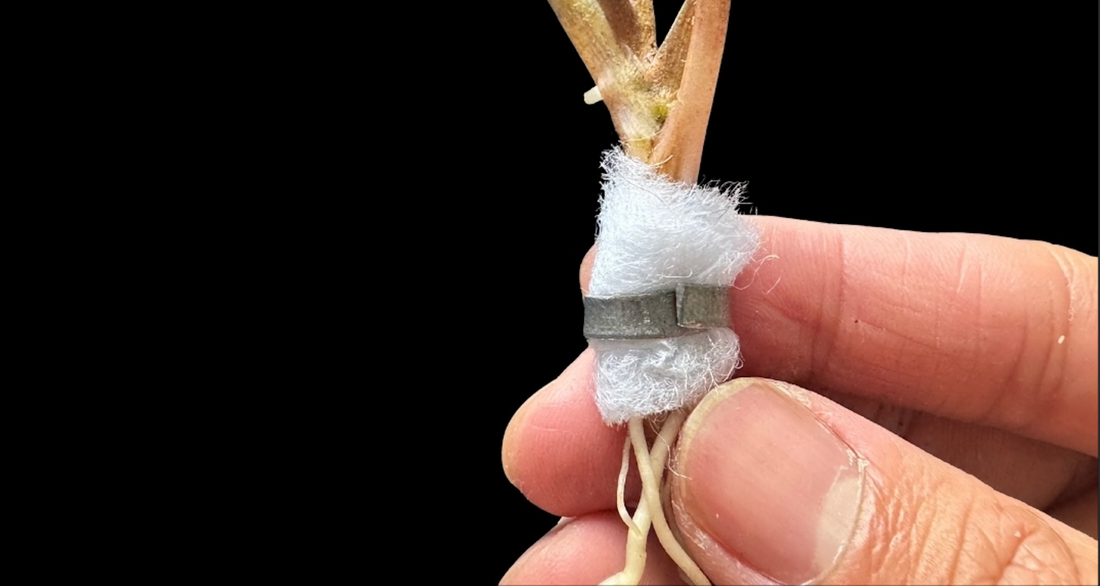 Float or Sink: Plant Weights for Substrate Plants