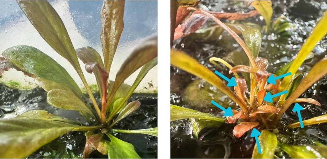 Aquarium Stem Plants: Understand Their Anatomy for Successful Tanks