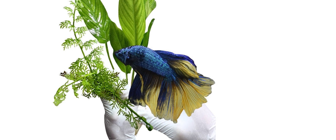 Plants Your Betta Fish Would Love and How to Choose the Right Ones