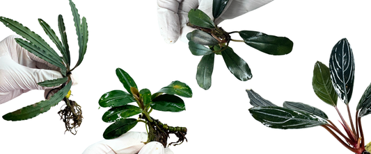Bucephalandra: One of the Best Aquarium Plants for Beginners