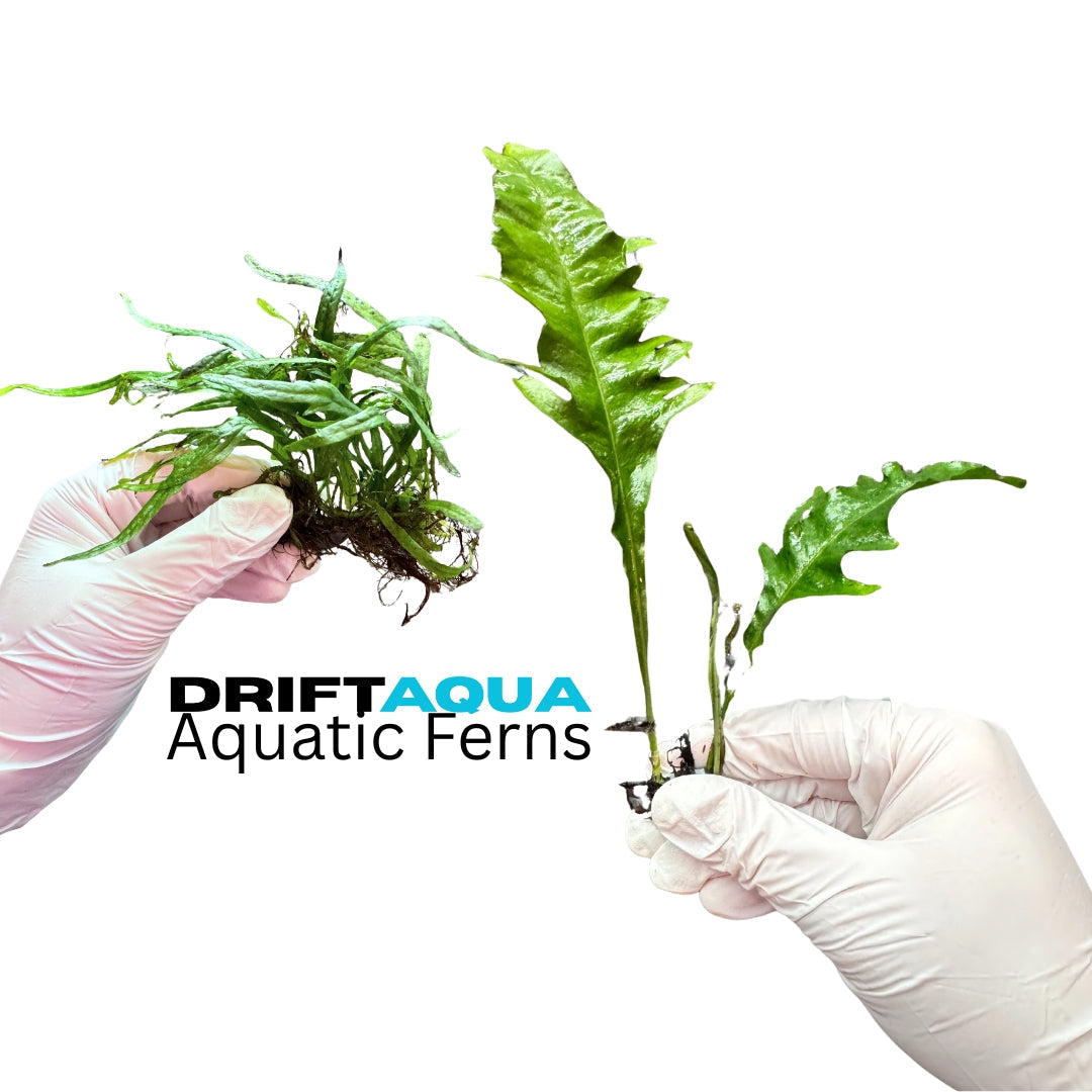 Trident Java Fern and Sunrise Fern Plants