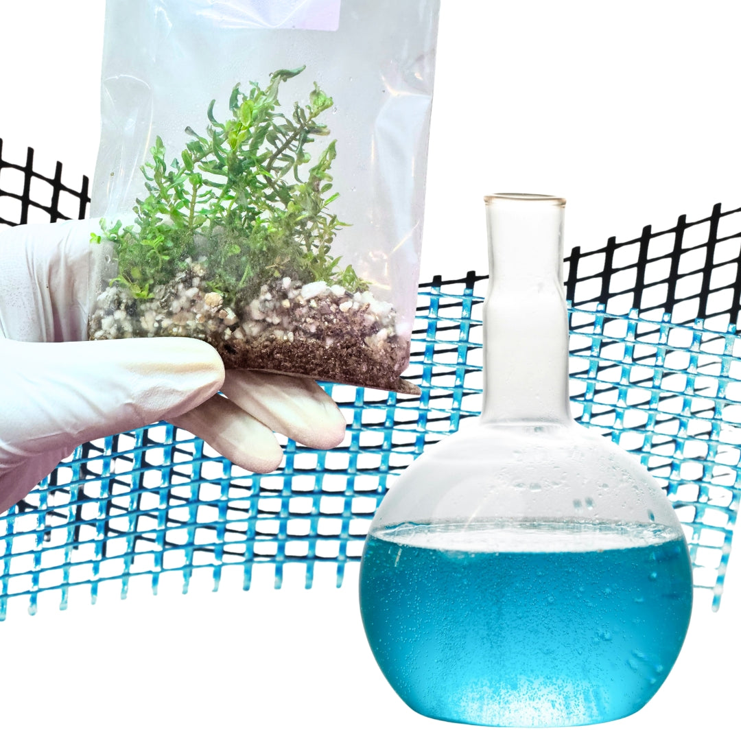 Aquatic Plant Care Guide: From Our Farm to Your Tank