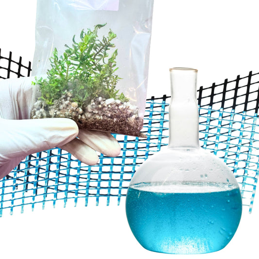 Aquatic Plant Care Guide: From Our Farm to Your Tank