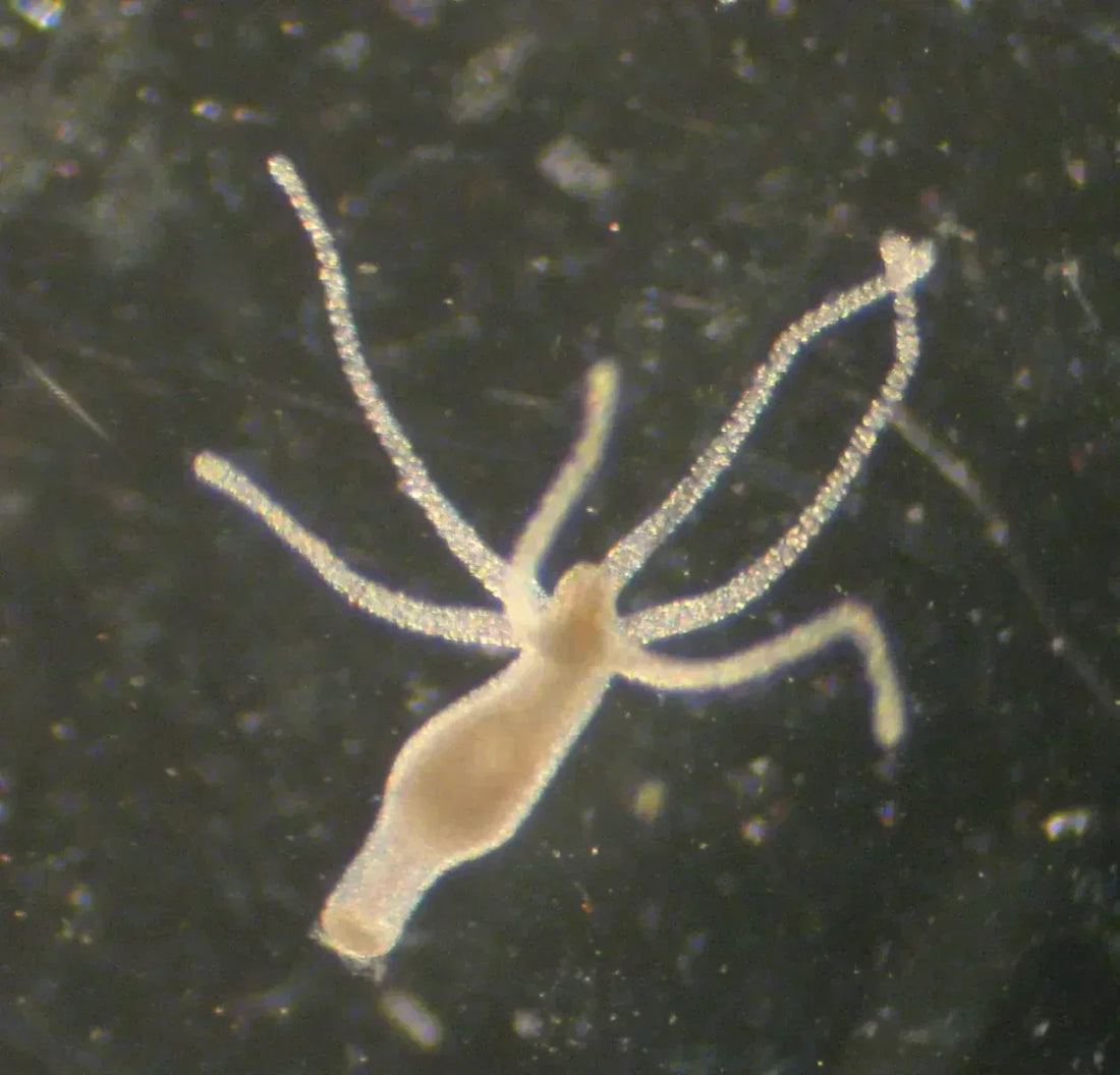 Aquarium Hitchhikers: The Hidden Pests That Could Destroy Your Tank