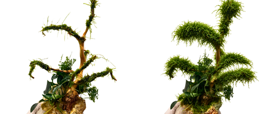 How to Make a Moss Tree for your Aquarium