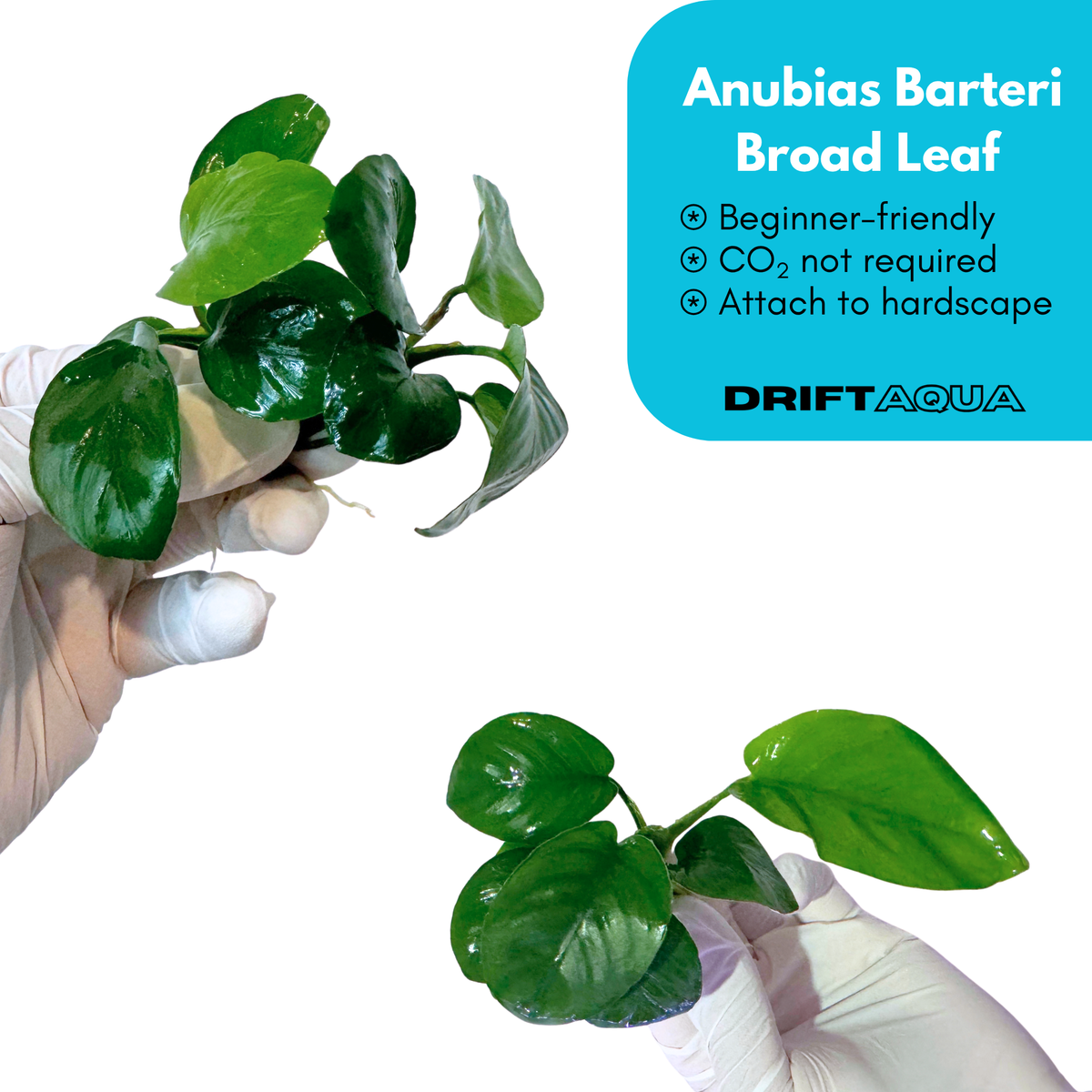 Anubias Barteri Broad Leaf