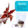 Alternanthera Rosanervig