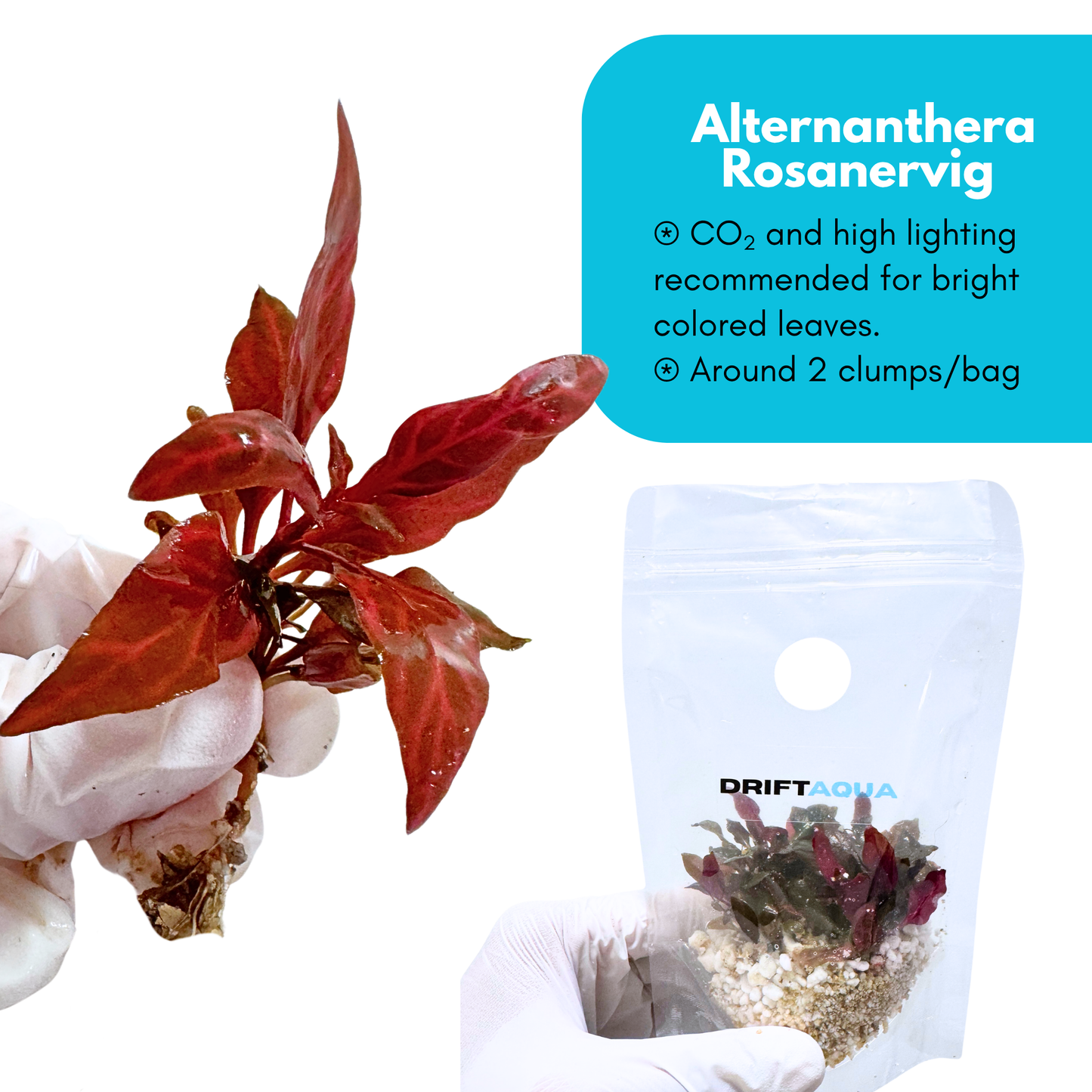 Alternanthera Rosanervig
