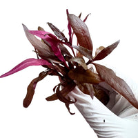 Alternanthera reineckii 'Pink' - Free Reward