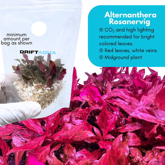 Alternanthera Rosanervig