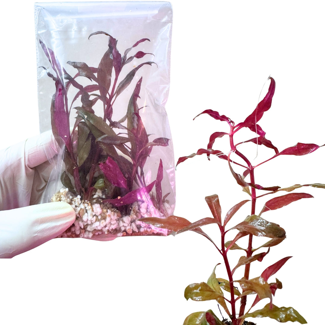 Alternanthera Reineckii 'Pink' - Free reward