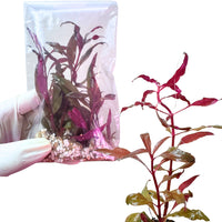 Alternanthera Reineckii 'Pink' - Free reward
