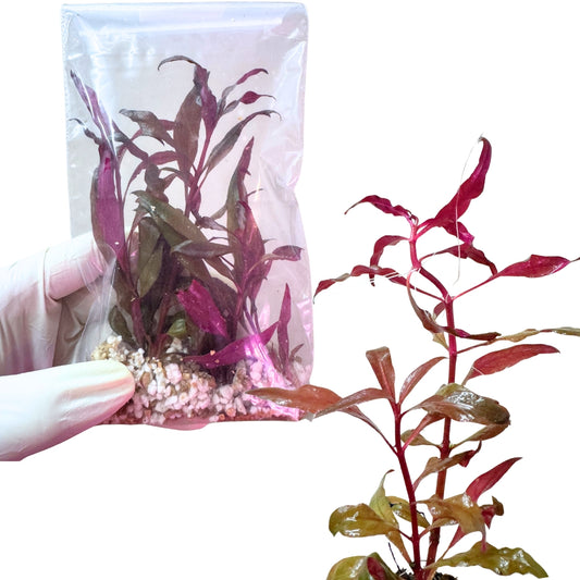 Alternanthera Reineckii 'Pink'
