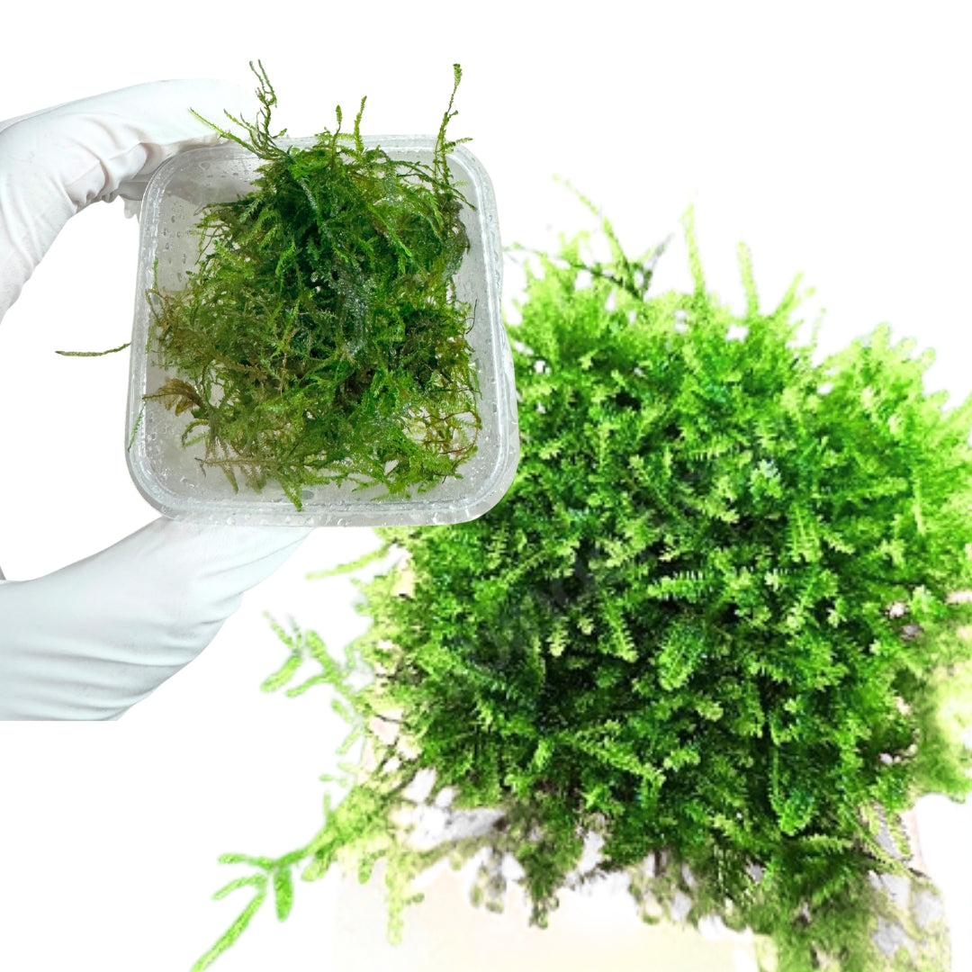 Anchor Moss (4 oz container)