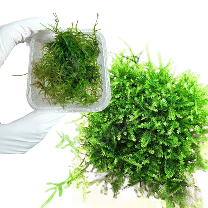 Anchor Moss (4 oz container)