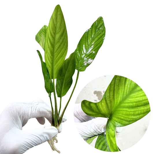 Anubias Hastifolia
