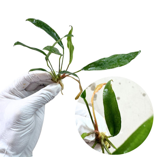 Anubias minima