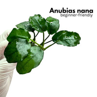 Anubias Nana - Free Reward
