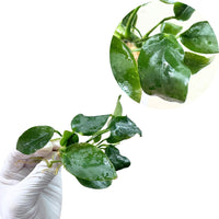 Anubias 'Thick Leaf' - Free Reward