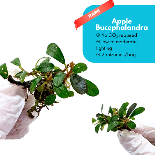 Apple Bucephalandra