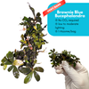 Brownie Blue Bucephalandra