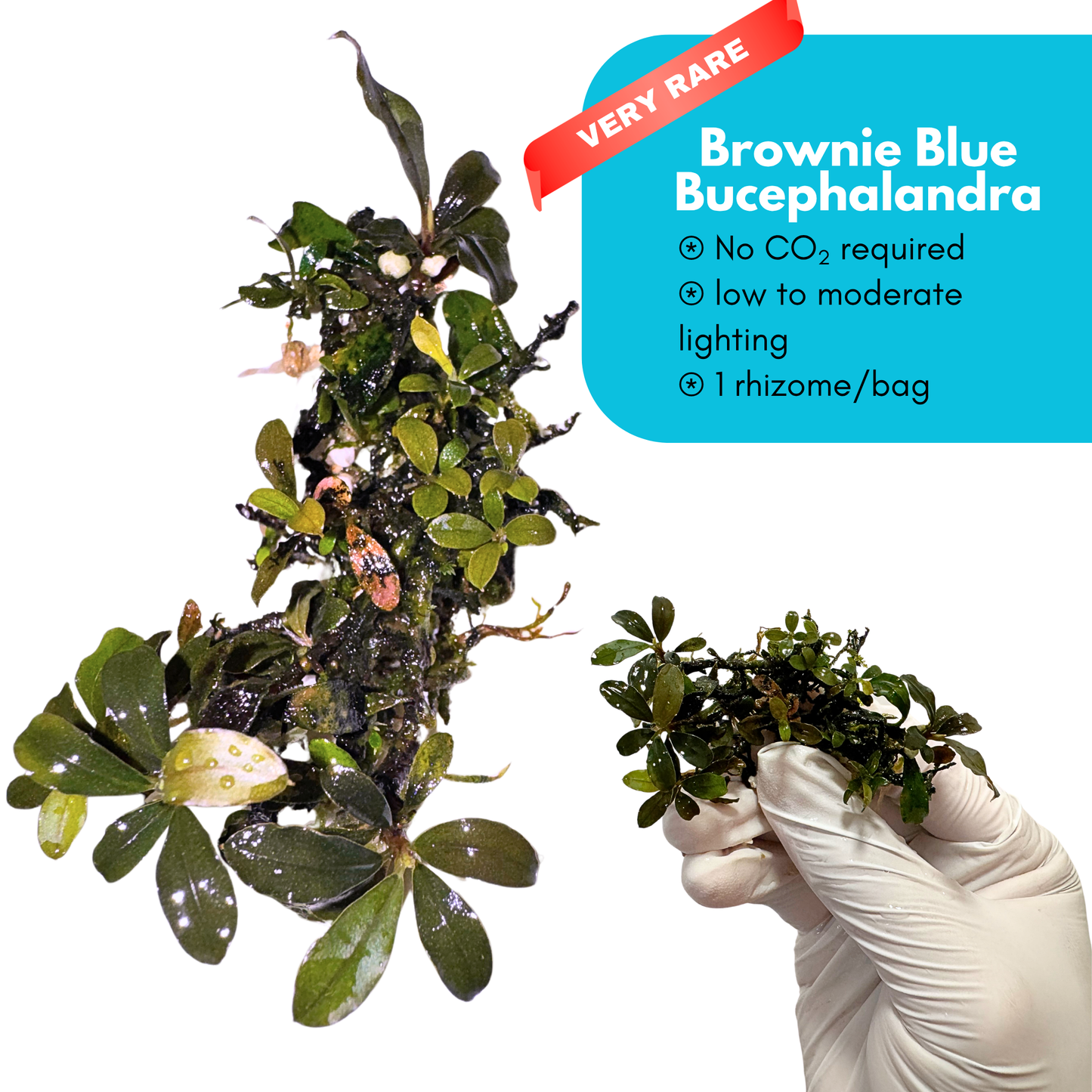 Brownie Blue Bucephalandra