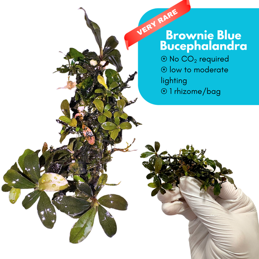 Brownie Blue Bucephalandra