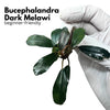 Dark Melawi Bucephalandra