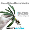 Crocodile Bucephalandra
